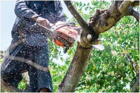 tree services Millbourne